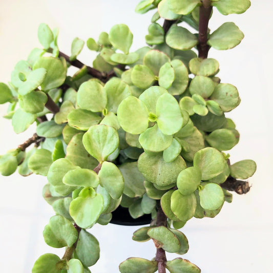 Elephant Bush - the plant that thrives on neglect, forgives your forgetfulness, and looks adorable doing it.