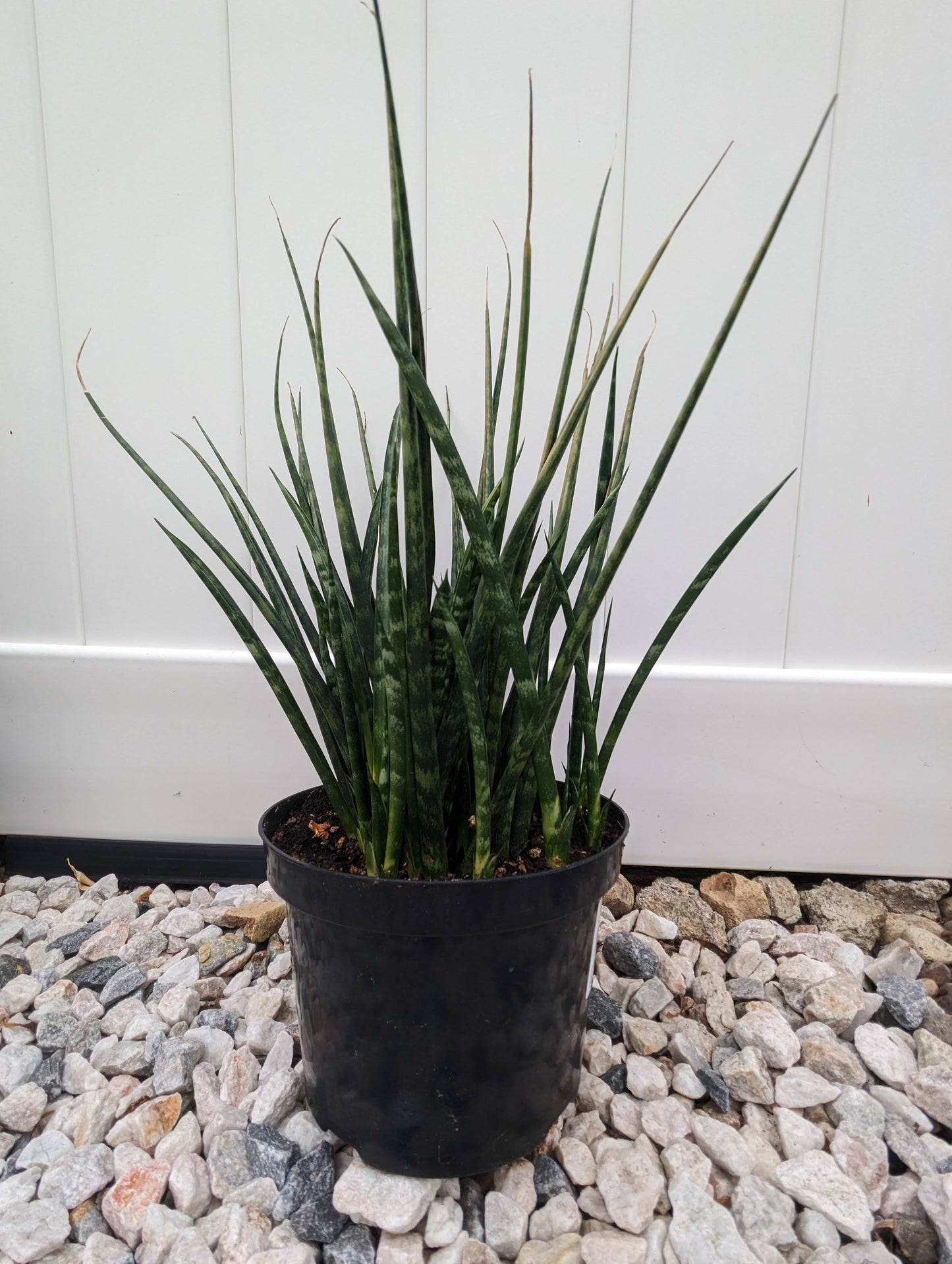 Snake Plant Fernwood Sansevieria Mother in Law's Tongue Houseplant 1 Rooted 6" Height