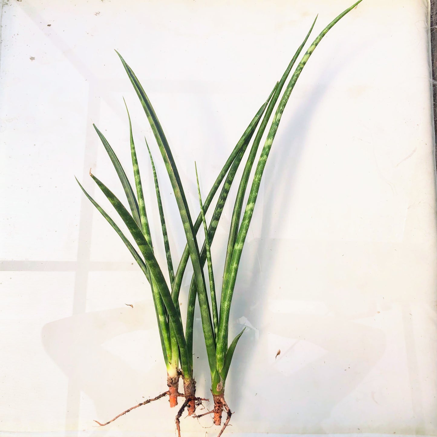 Snake Plant Fernwood Sansevieria Mother in Law's Tongue Houseplant 1 Rooted 6" Height