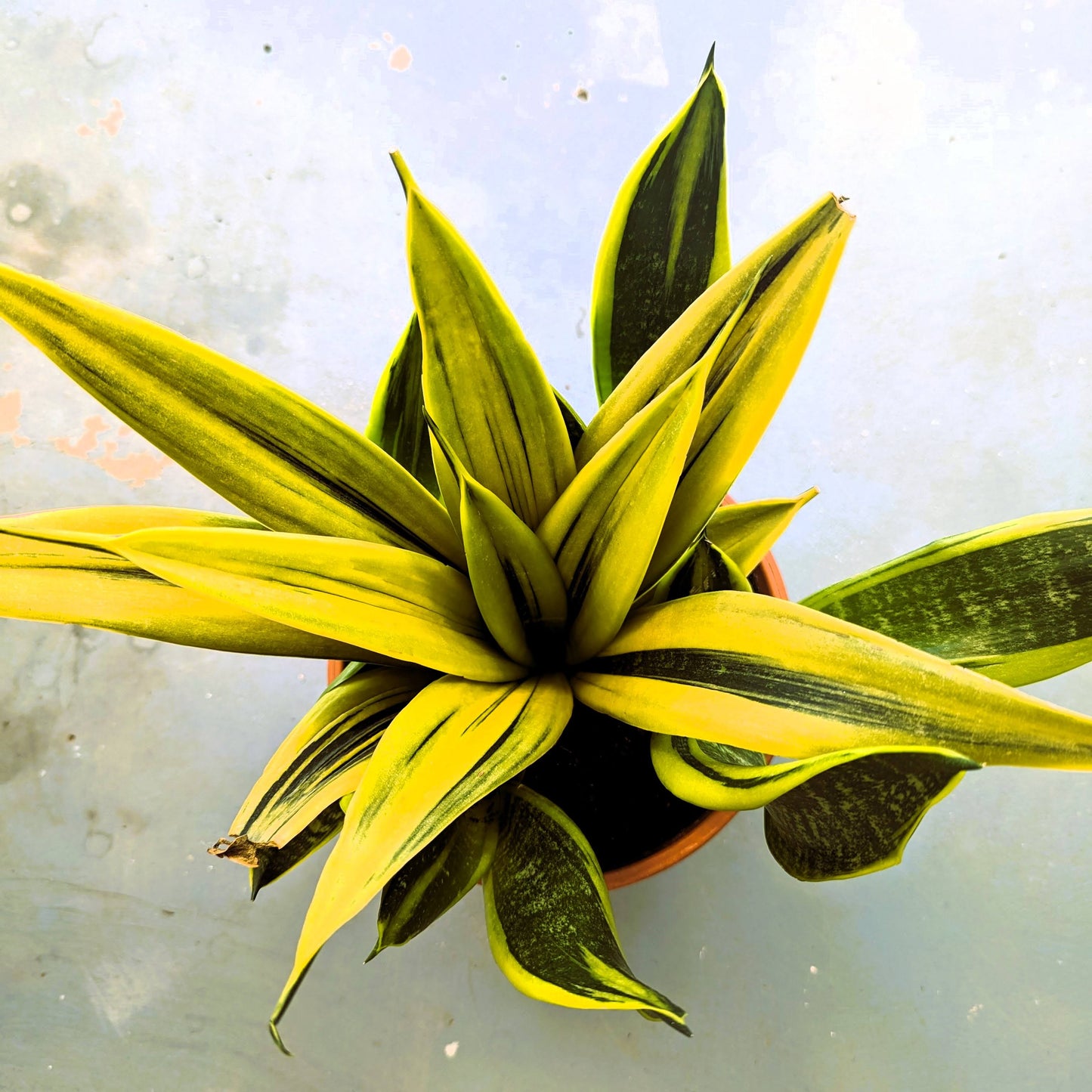 Snake Plant Gold Flame Sansevieria Mother in Law's Tongue Houseplant 1 Rooted 6" Height