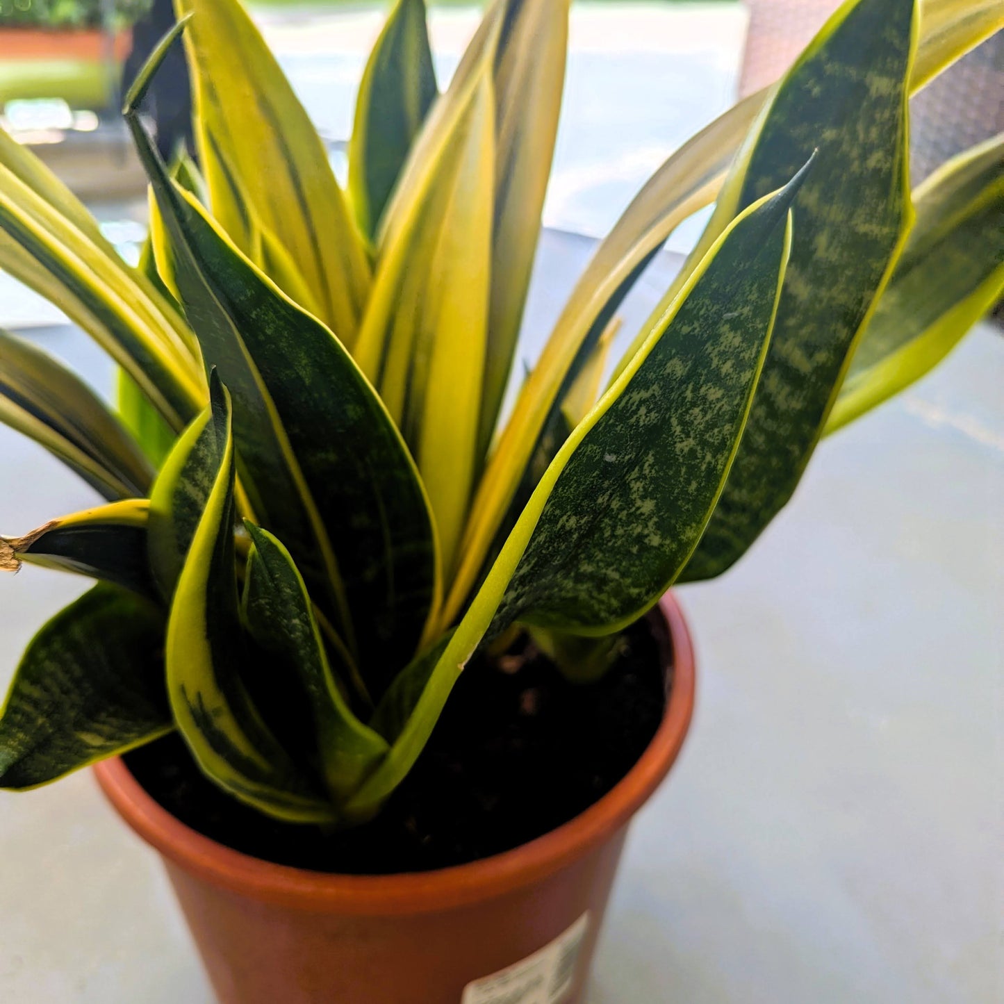 Snake Plant Gold Flame Sansevieria Mother in Law's Tongue Houseplant 1 Rooted 6" Height
