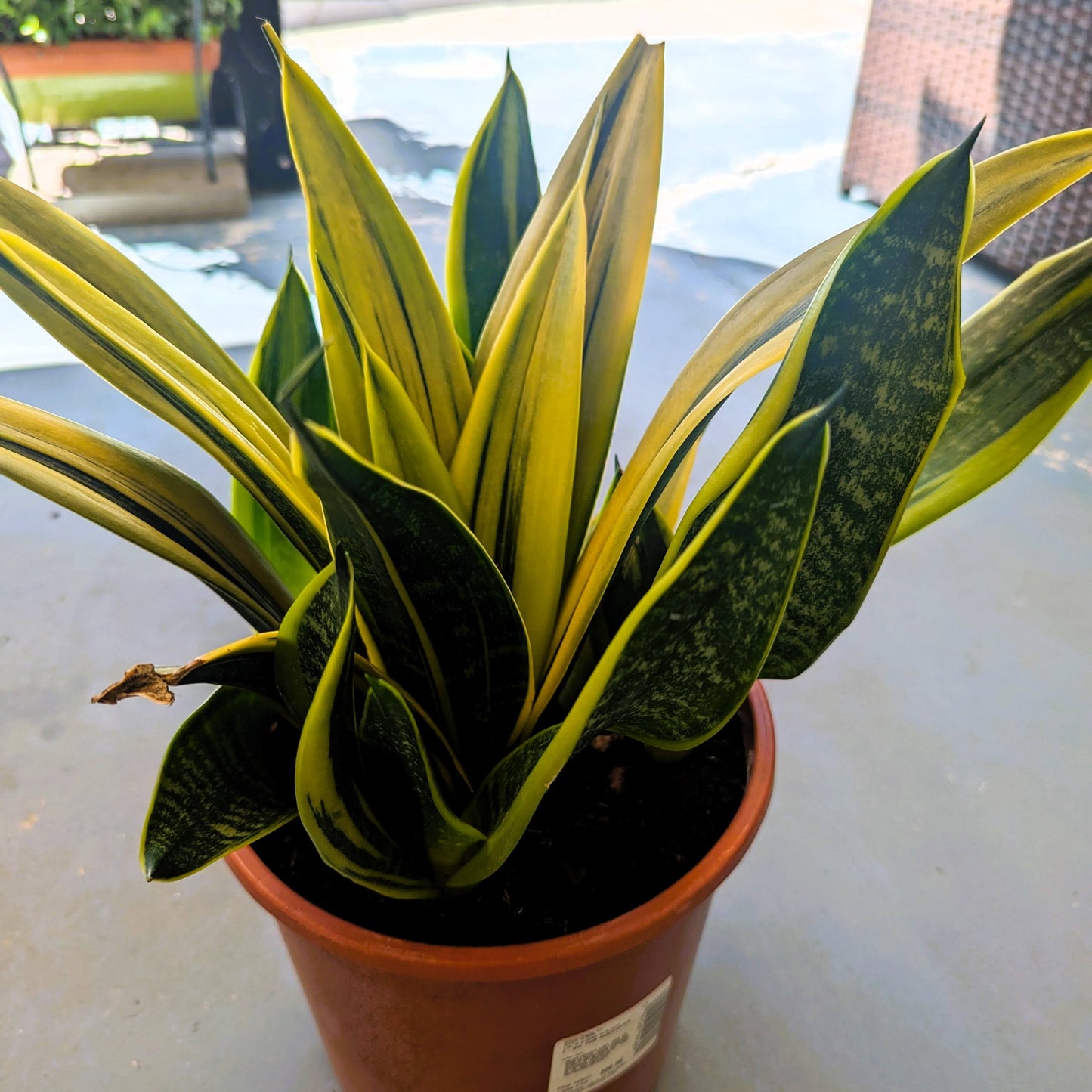 Snake Plant Gold Flame Sansevieria Mother in Law's Tongue Houseplant 1 Rooted 6" Height