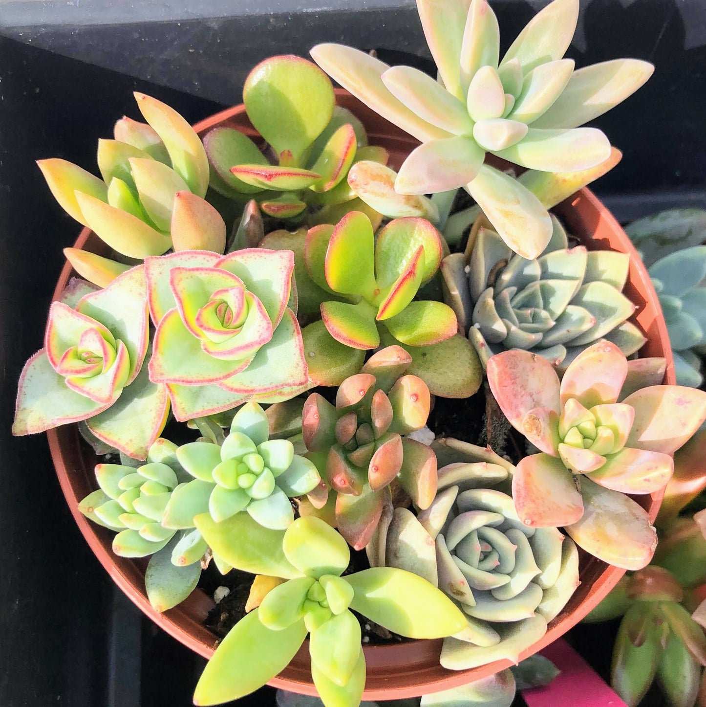 10 Succulent CUTTINGS, Great for Wedding Favor, Party Favor or Showers