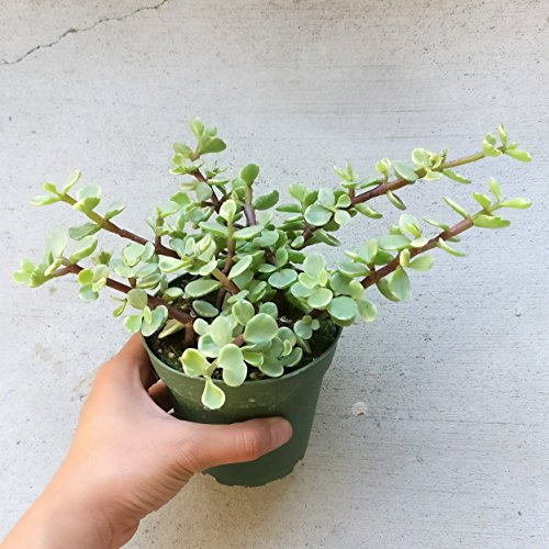 Variegated Elephant Bush Bare Roots Succulent Live Plant Unique Succulent Gift Decoration