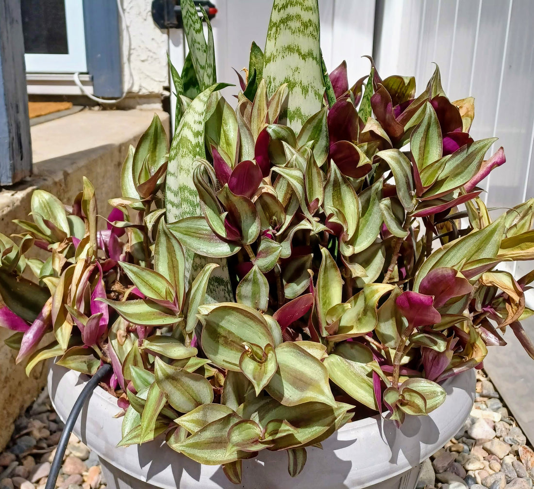 Tradescantia, Wandering Jews, or Inchplant Houseplant Care