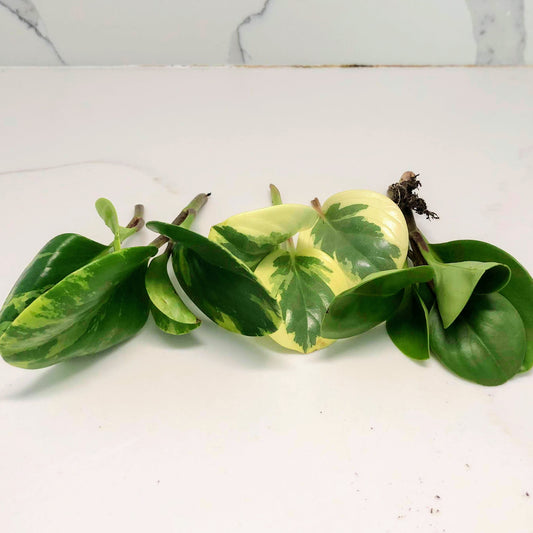 Indoor Houseplant Peperomia Care