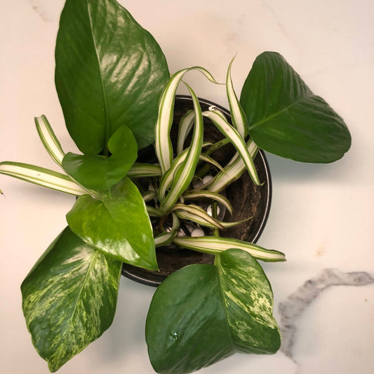 Indoor Houseplants Pothos, Swiss Cheese, or Snake Plants Care