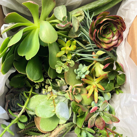 Succulent Care & Benefits — Your Chill, Low-Maintenance Plant Pal
