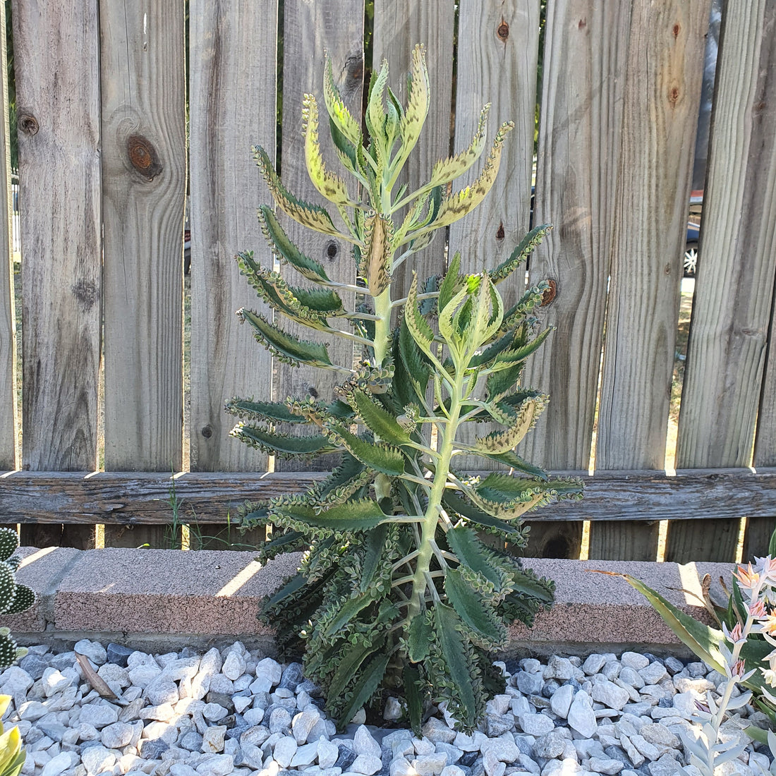 Kalanchoe daigremontiana Mother of Thousands Succulent Care