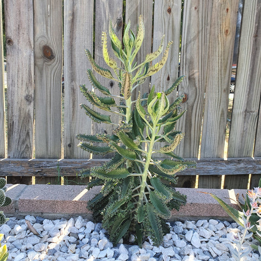 Kalanchoe daigremontiana Mother of Thousands Succulent Care