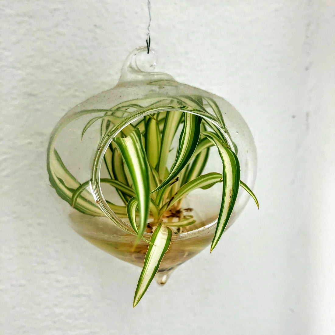 Spider Plants Care