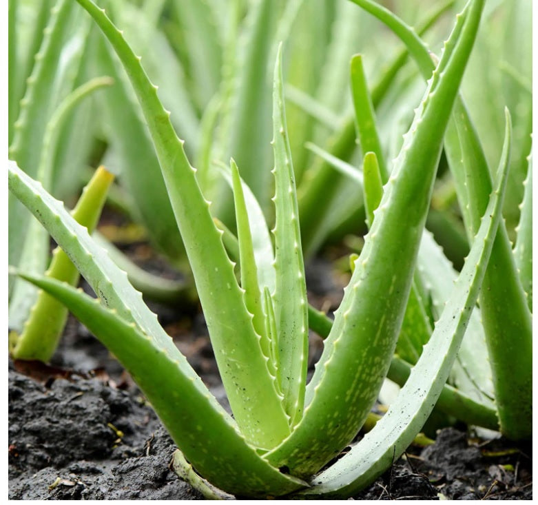 Aloe Vera Care Tips — From One Plant Parent to Another