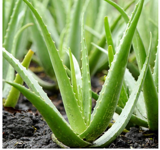 Aloe Vera Care Tips — From One Plant Parent to Another