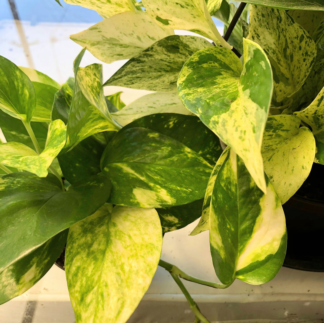 Thriving with Pothos: Your Guide to Care and Propagation!