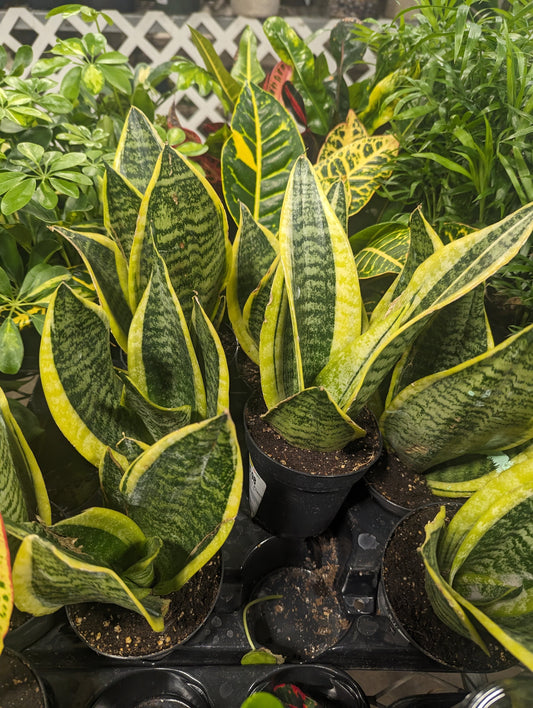Snake Plant Care — Real Talk from a Plant Parent
