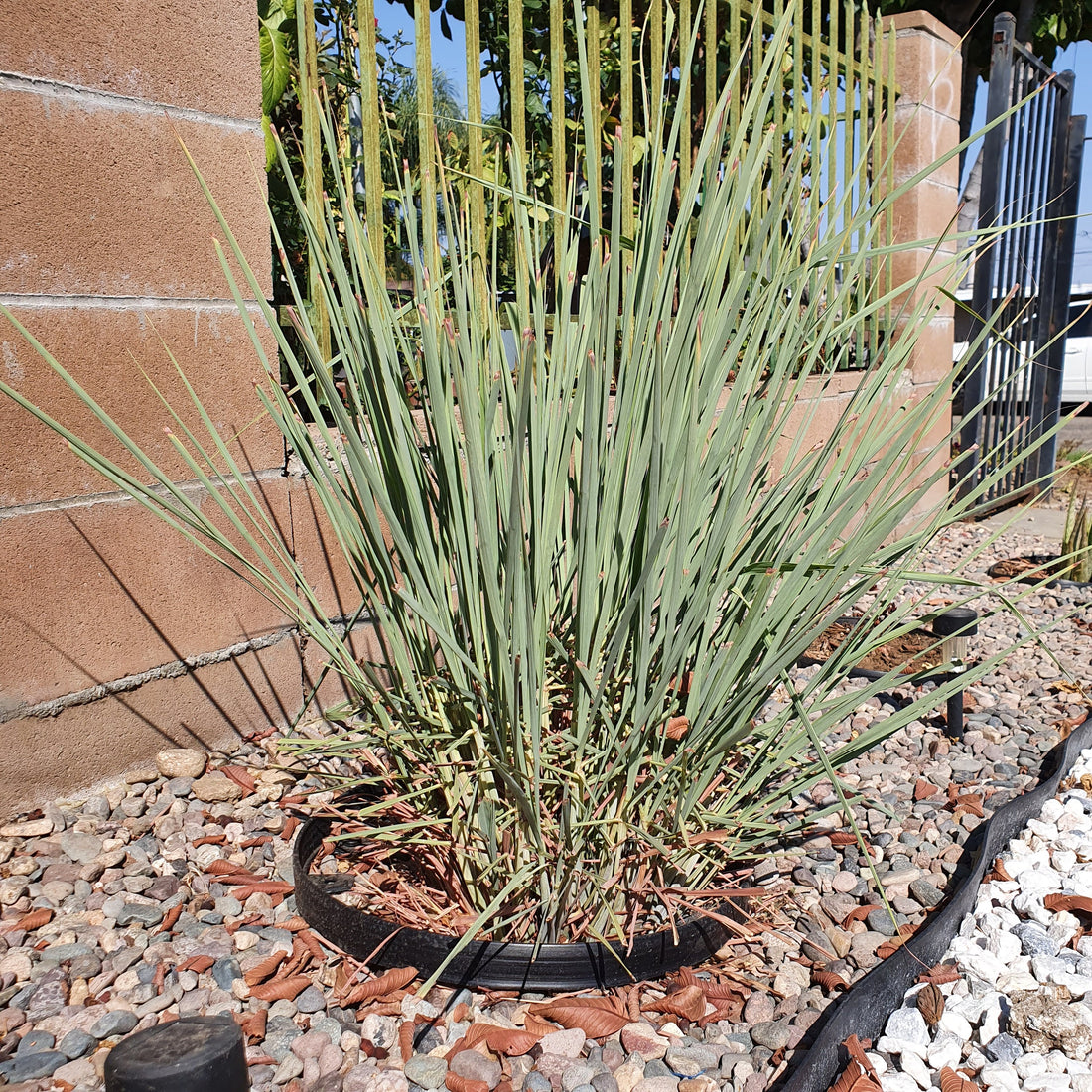 Lemongrass Usage, Value, Grow and Care