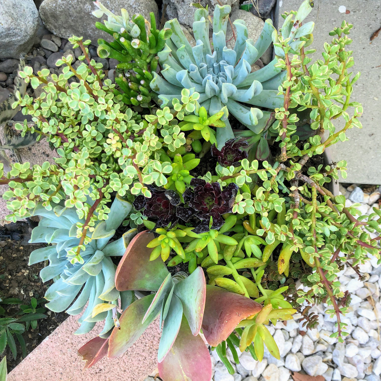 Succulents