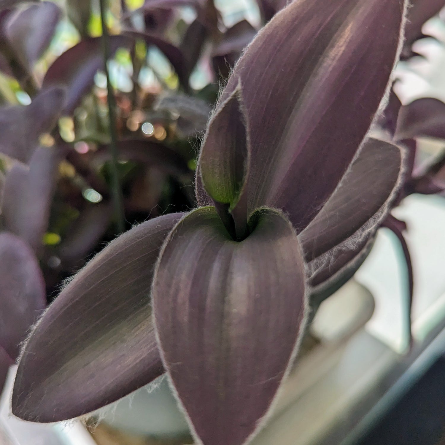 Purple Color Plants