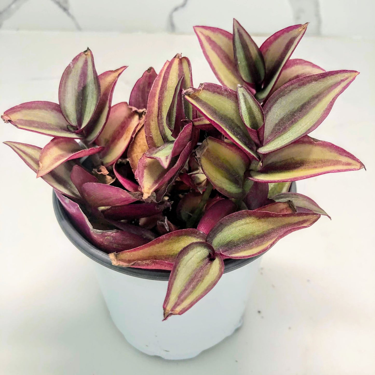 Wandering Jews Tradescantia Zebrina Inch Plant in 4" Pot Silver Purple Burgundy Indoor Plants