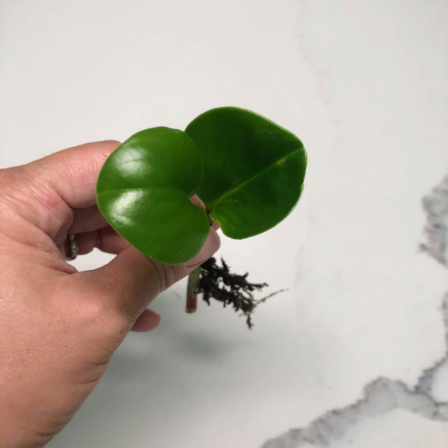 Peperomia Wick 1 Stem Cuttings with 2 Leaves