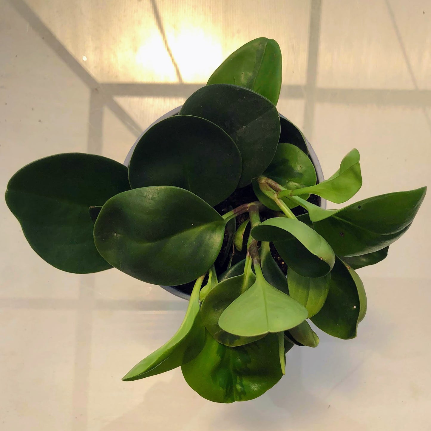 Peperomia Obtusa Wick 1 Stem Cutting with 2 Leaves