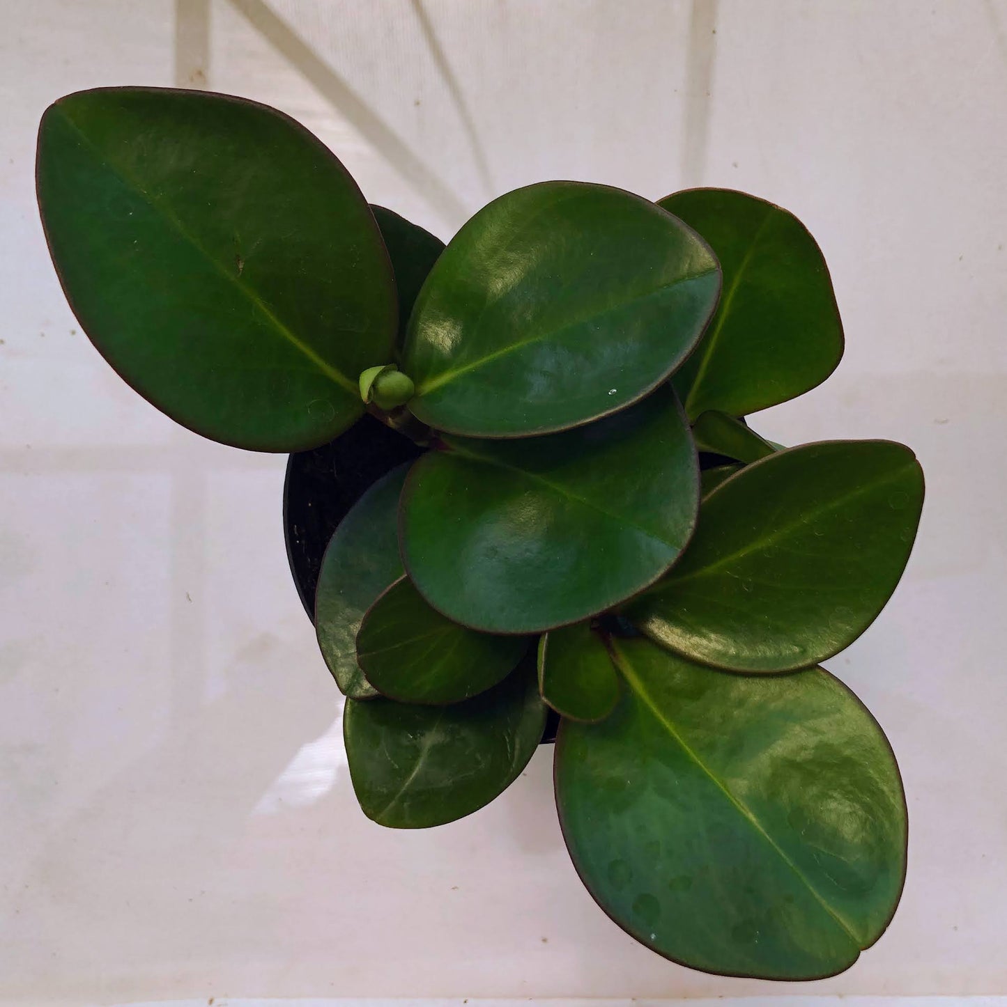 Peperomia Wick 1 Stem Cuttings with 2 Leaves