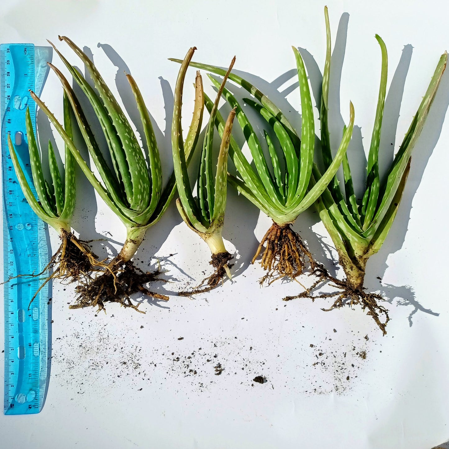Aloe Vera 1 Rooted Plants 4-8 Inches Tall
