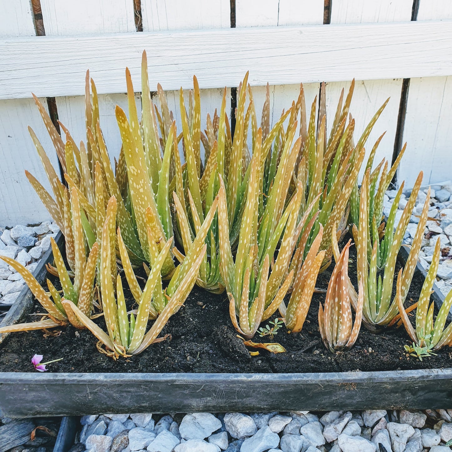 Aloe Vera 1 Rooted Plants 4-8 Inches Tall
