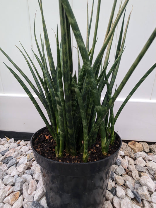 Snake Plant Fernwood Sansevieria Mother in Law's Tongue Houseplant 1 Rooted 6" Height