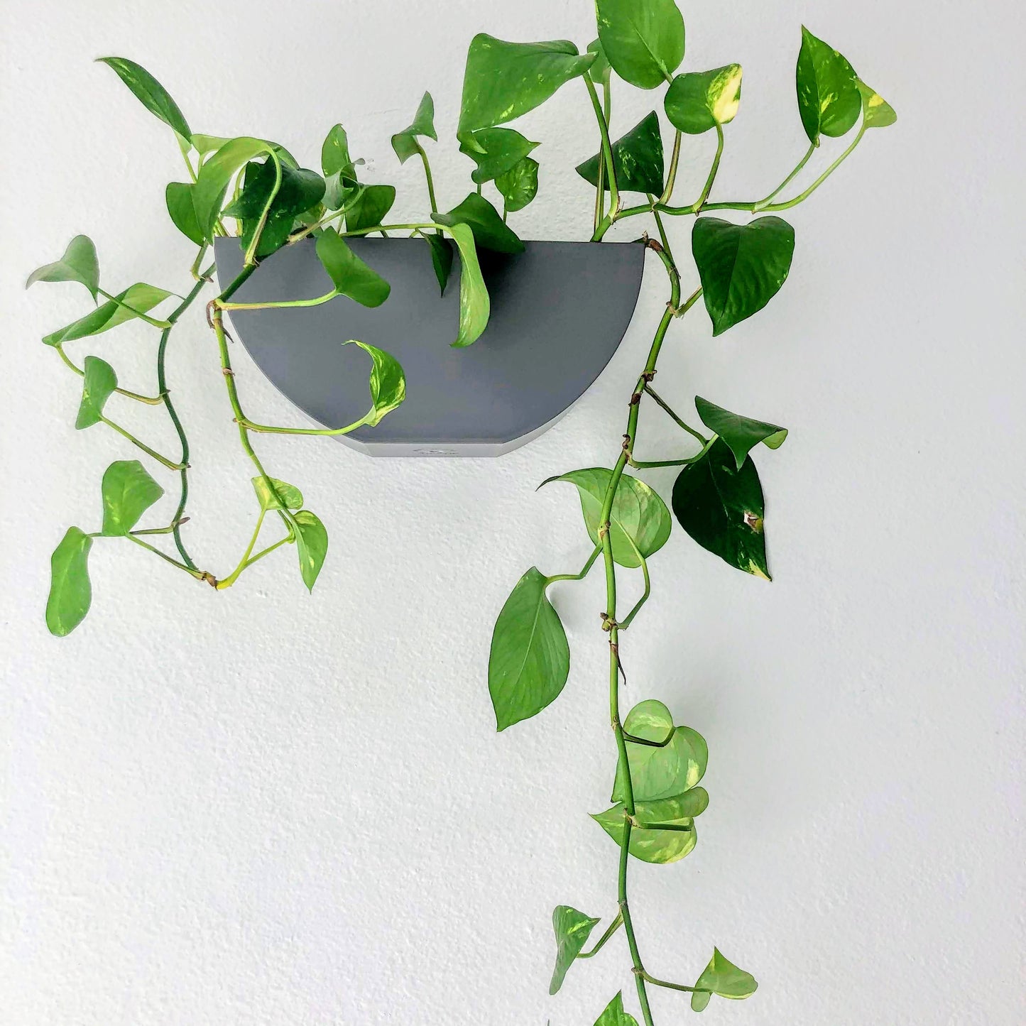 Pothos Golden Color 1 Stem Cutting with 2 Leaves