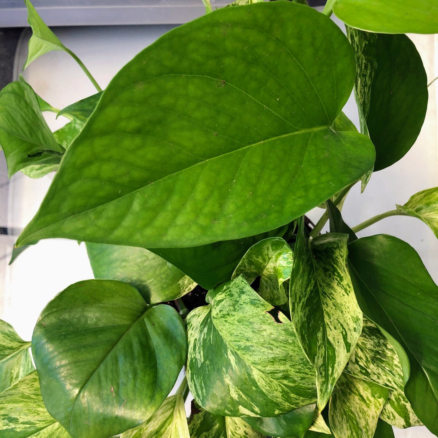 Pothos Golden Color 1 Stem Cutting with 2 Leaves