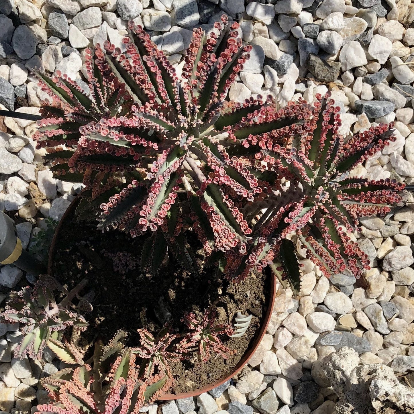 Mother of thousands PINK BUTTERFLIES 1 Rooted Kalanchoe Rare succulent cactus