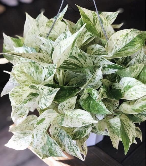 Pothos Queen Marble 1 Stem Cutting with 2 Leaves