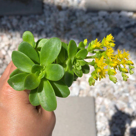 Sedum Confusum Hemsley’s Stonecrop 5 Cuttings Live Succulent Plants