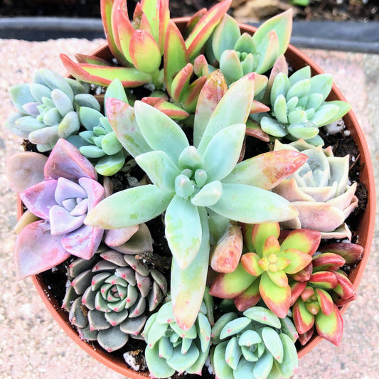 10 Succulent CUTTINGS, Great for Wedding Favor, Party Favor or Showers