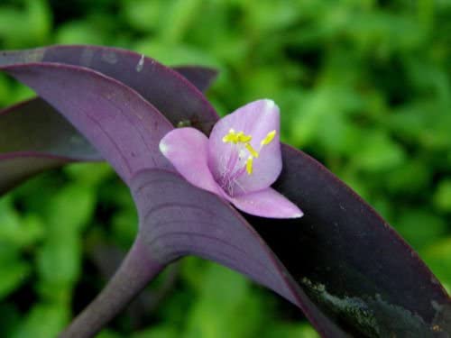 Wandering Jews Purple Heart Tradescantia Pallida Purpurea Plant 5 Cuttings