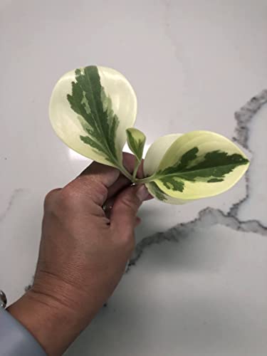 Citrus Peperomia