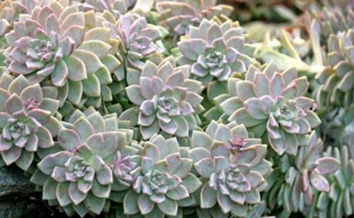 Echeveria Ghost Plant Mother of Pearl Succulents 5 Cuttings Color is light blue or Grey