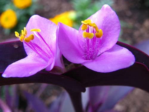 Wandering Jews Purple Heart Tradescantia Pallida Purpurea Plant 5 Cuttings