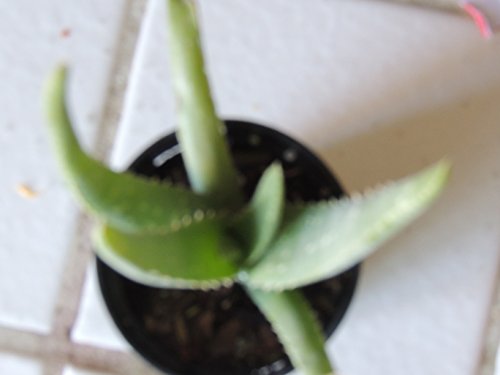 Aloe Vera 2 Rooted Plants 10-12 Inches Tall