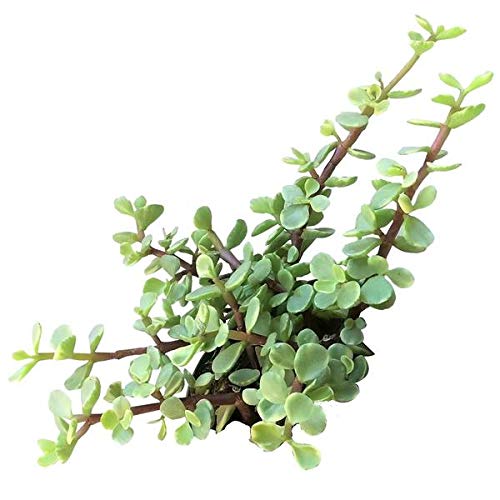 Variegated Elephant Bush Bare Roots Succulent Live Plant Unique Succulent Gift Decoration