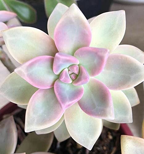 Echeveria Ghost Plant Mother of Pearl Succulents 5 Cuttings Color is light blue or Grey