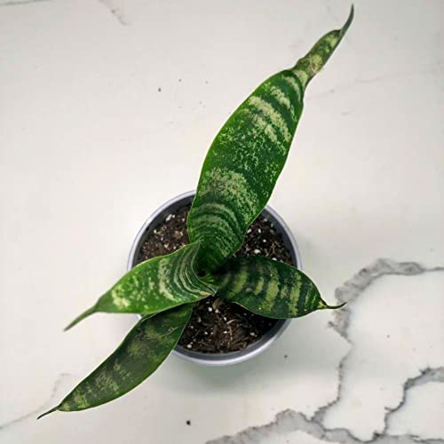 Snake Plant Laurentii Sansevieria Mother in Law's Tongue Houseplant 1 Rooted 6" Height