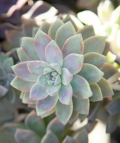 Echeveria Ghost Plant Mother of Pearl Succulents 5 Cuttings Color is light blue or Grey