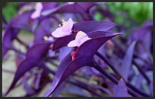 Wandering Jews Purple Heart Tradescantia Pallida Purpurea Plant 5 Cuttings