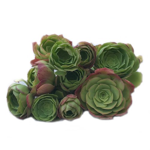 Aeonium Irish Rose (Aeonium Arboreum) 5 Cuttings