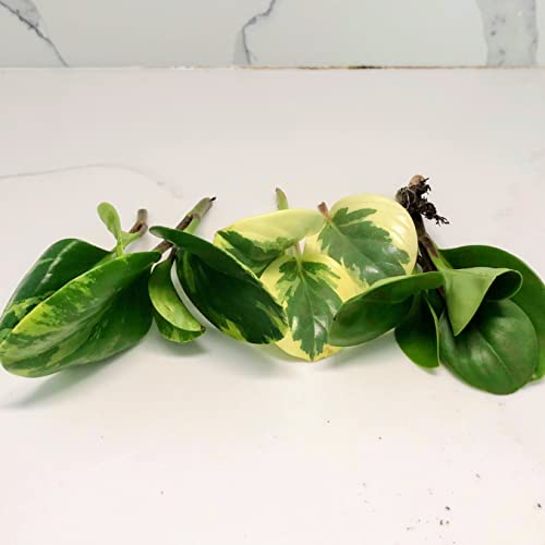 Peperomia Citrus Twist, Obtusa, or Wick Stem Cuttings 1 of each Variety Bundles