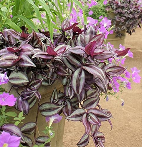 Wandering Jews Tradescantia Zebrina Inch Plant 5 Cuttings Silver Purple Burgundy Indoor Plants