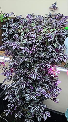 Wandering Jews Tradescantia Zebrina Inch Plant 5 Cuttings Silver Purple Burgundy Indoor Plants