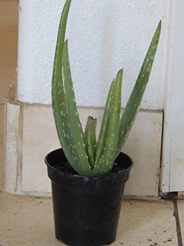 Aloe Vera 2 Rooted Plants 10-12 Inches Tall